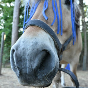 Paard Piet met een vliegenmasker van blauwe slierten