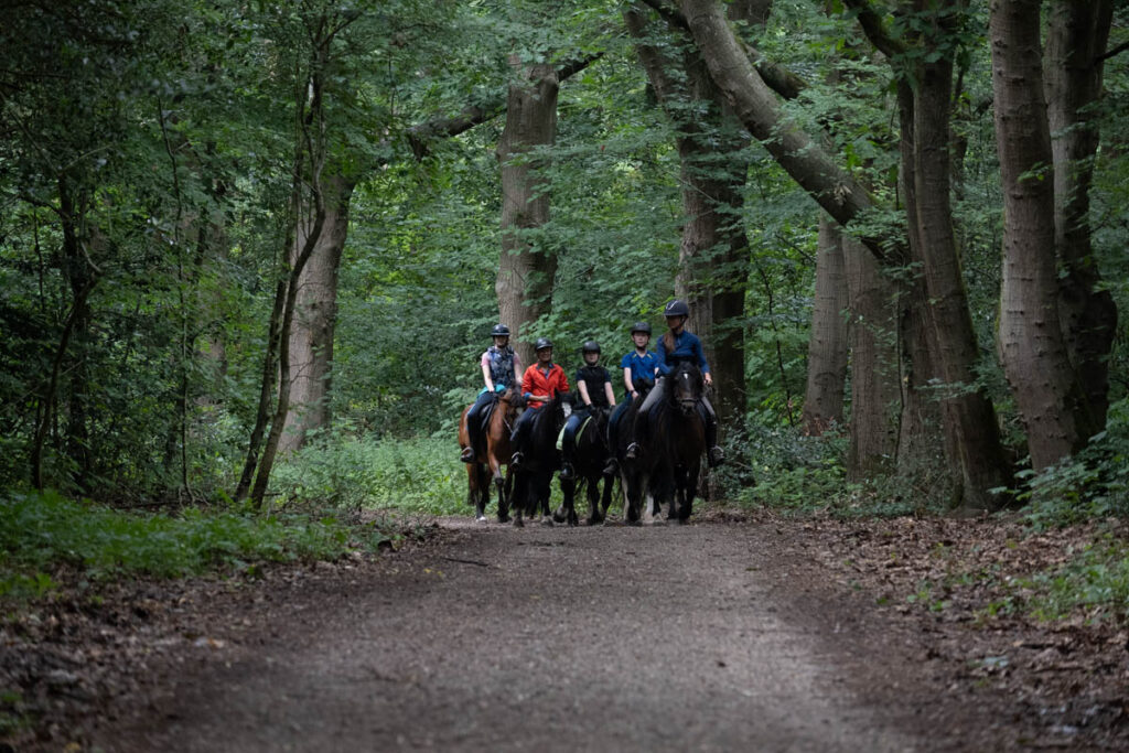Een groep van 5 ruiters waaronder één instructrice. Ze zijn onderweg naar de zomerweide