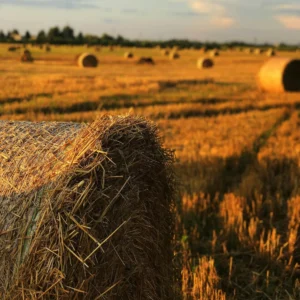 Vijf balen hooi